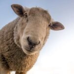 negative-space-curious-sheep-blue-sky-closeup-skitterphoto-thumb-1