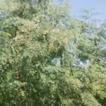 IMG_20241102_130231121